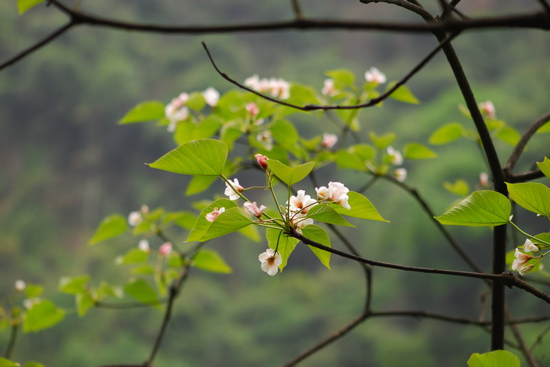 遥寄清明（鹿洼煤矿&nbsp;徐亭）