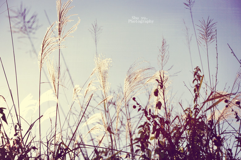 春光无限好&nbsp;&nbsp;切莫负流年（花园煤矿&nbsp;&nbsp;陈凤阁）